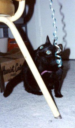 Farli playing